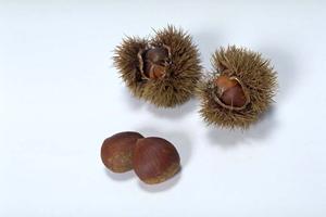 銀座で楽しむ本格九州料理の魅力とおすすめ店ガイド