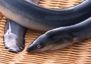 銀座で味わう絶品うなぎ！デートにぴったりのおすすめ店ガイド